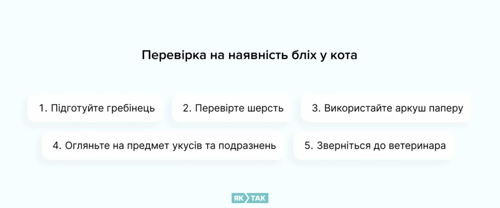 Як правильно перевірити кота на наявність бліх