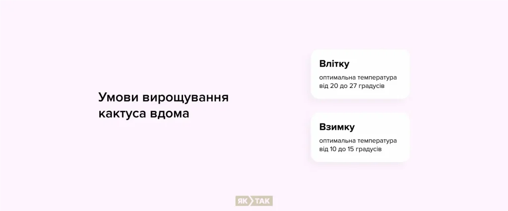Умови вирощування кактуса вдома