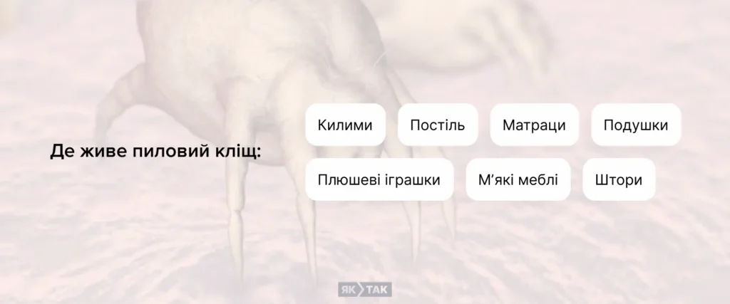 Місця, де живе пиловий кліщ