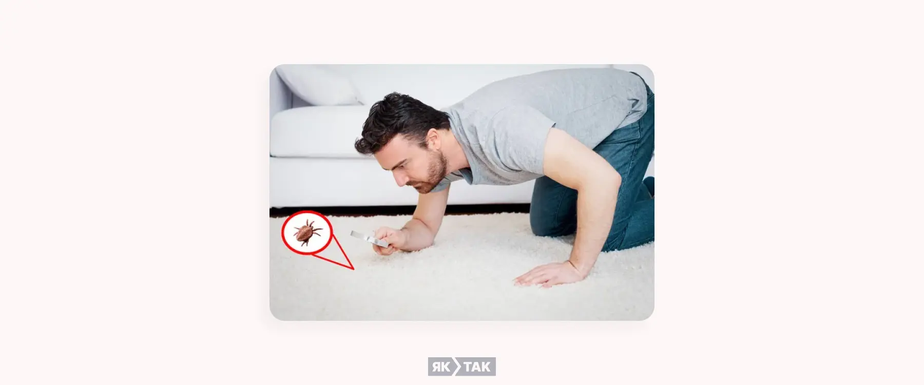 Як позбутися пилових кліщів?